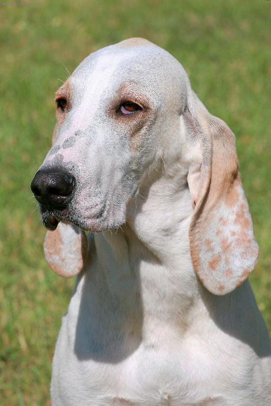 Foto: Barney z Dianských luk-Chovný pes