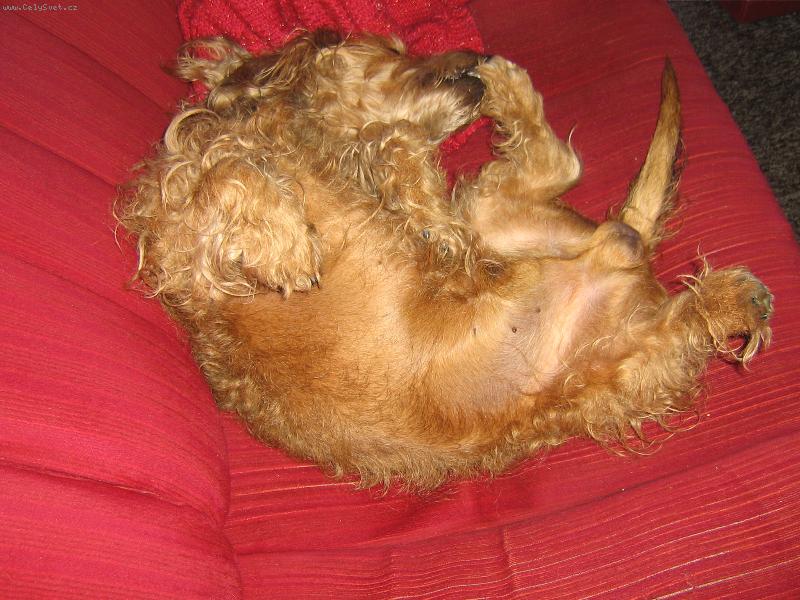 Foto: Tomíček-jazvečík