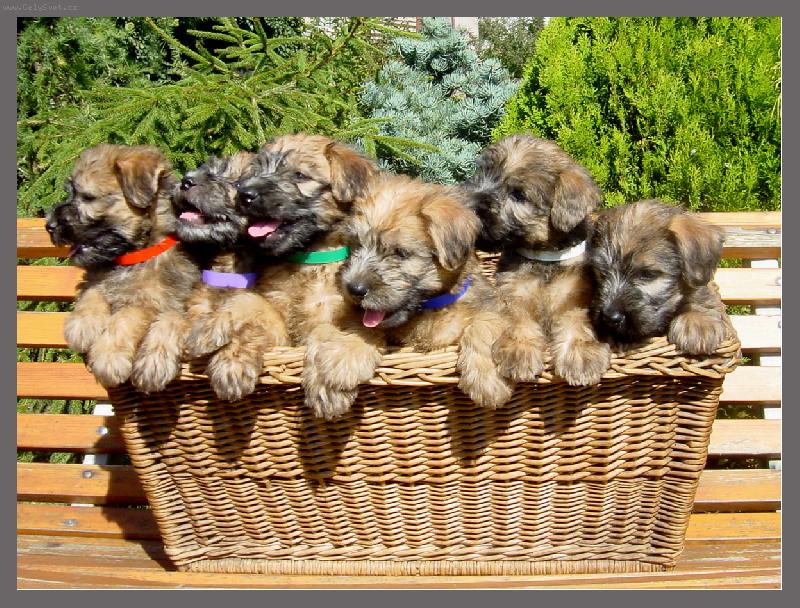 Foto: My jsme happy...-Štěňata wheaten terriera , věk 6 týdnů