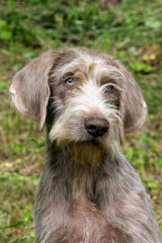 Foto: Cira z Milhostovských polí-ve věku 5 měsíců