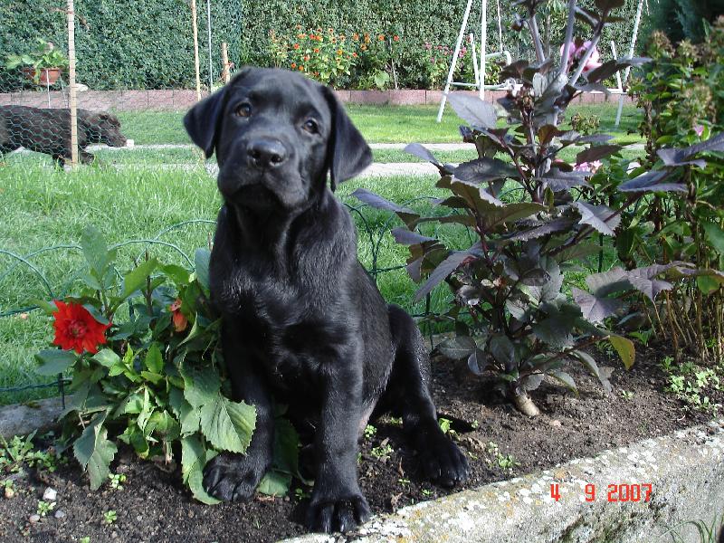 Foto: černý anděl-nejlépe mi je v záhonech