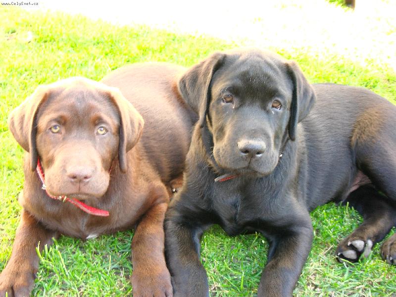 Foto: máme se rádi-jsme krasavci