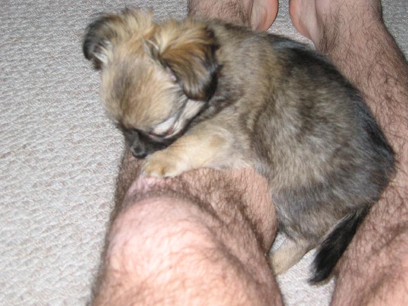 Foto: Childa a Filda-Kdo je chlupatější?