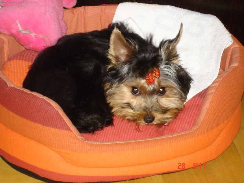 Foto: Mandynka-Hajá