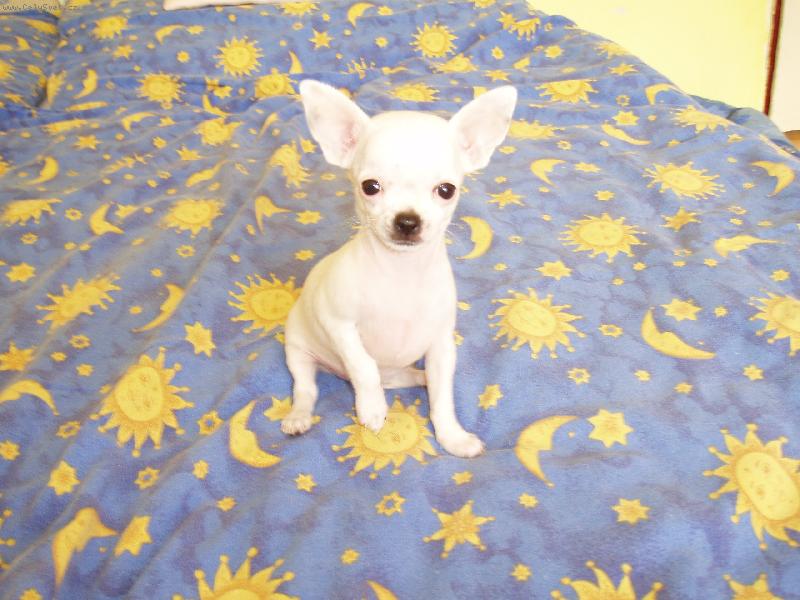 Foto: Jassinka jako štěňátko