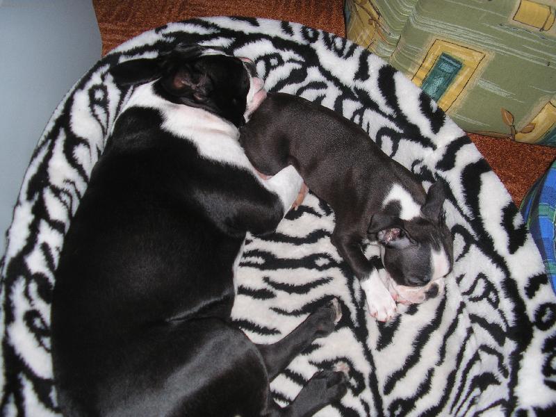 Foto: Bratrská láska