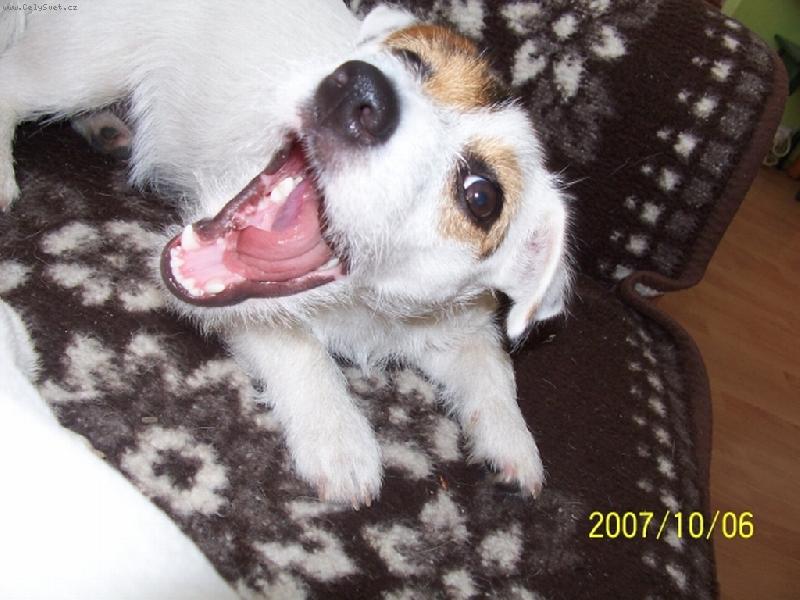 Foto: Pozor koušu!( ale zatím jen papuče)