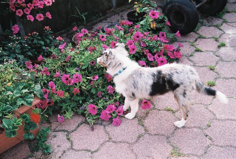 Foto: Zeník mezi kytičkama