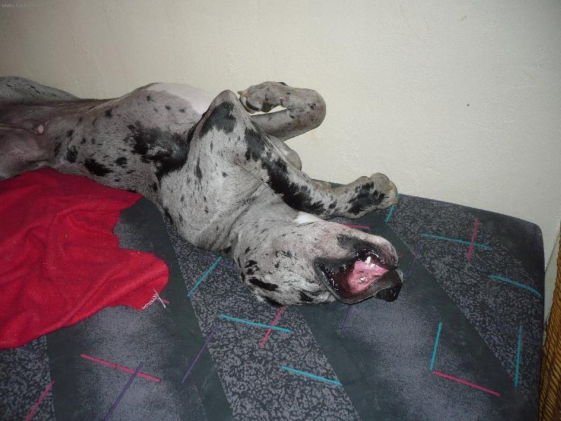 Foto: Woody-šlofíček po obědě