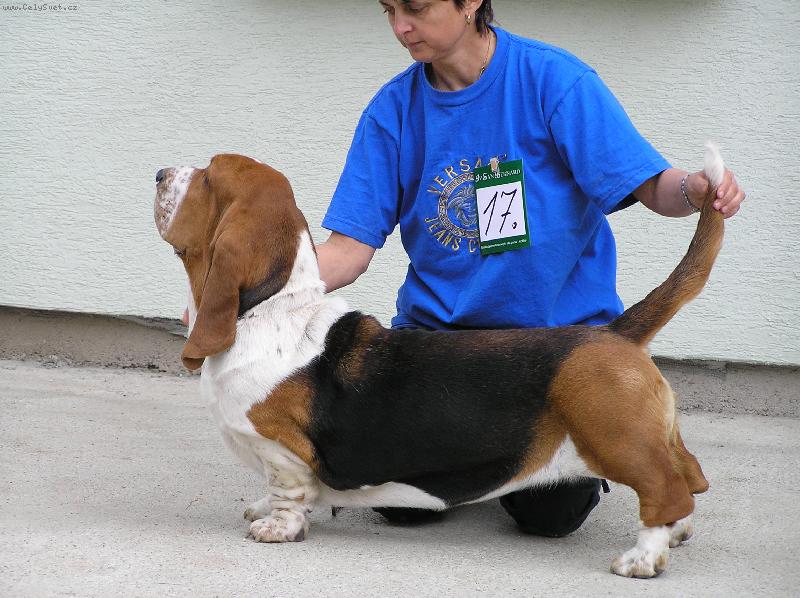 Foto: NIGHT QUEEN QUEEN´S HERMELÍN-BASSET HOUND chovatelská stanice   QUEEN´ S HERMELÍN představuje na svých stránkách chovné psy, feny, aktuální nabídku štěňat, fotogalerii  našich šampionů a další zajímavosti z naší chovatelské stanice , informace na : http://www.basset-hermelin.com