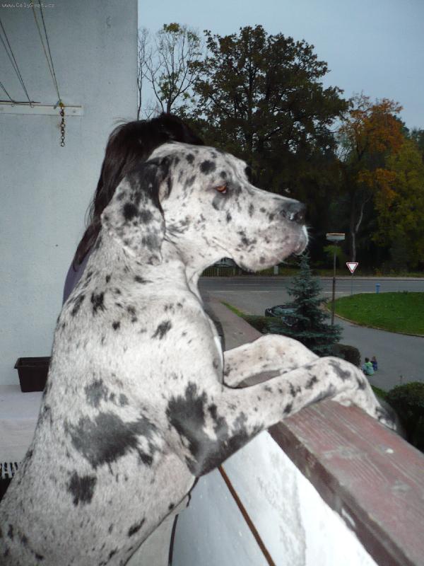 Foto: Woody 7.měsíců-Už jede páníček domů?