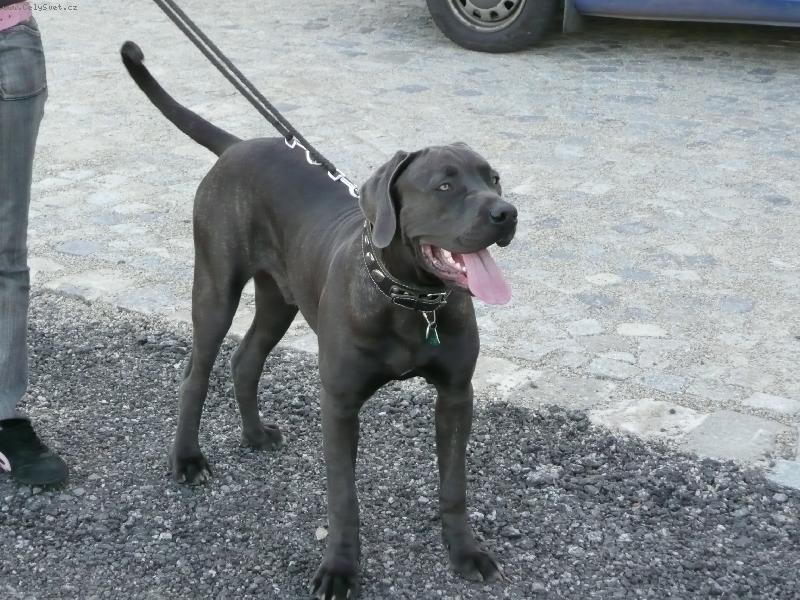 Foto: Nero-7,5 měsíce