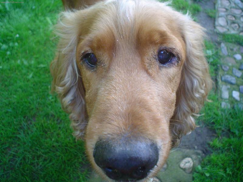 Foto: Benůnek-Vzpomínka na našeho pejska