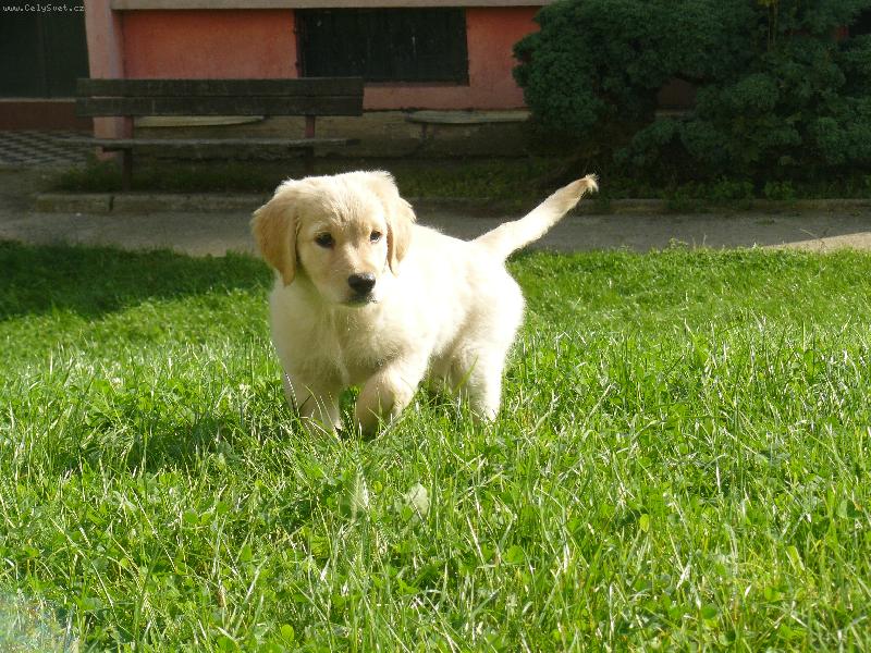 Foto: Miláček-Jsem na procházce