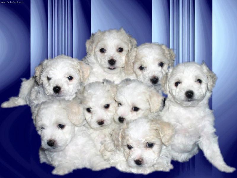 Foto: Štěňata-8 malých sourozenců