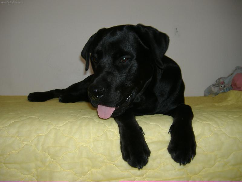 Foto: Sid-9 měsíců