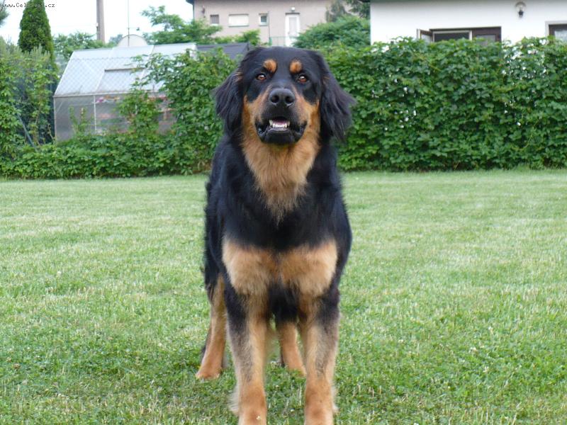 Foto: Moje zlatíčko