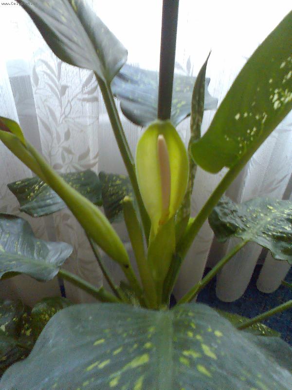 Foto: Dieffenbachie mramornatka-letos poprvé kvetoucí