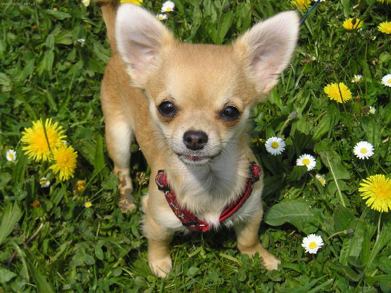 Foto: Keysi-Jsem také tak krásná, jako ty kytičky?