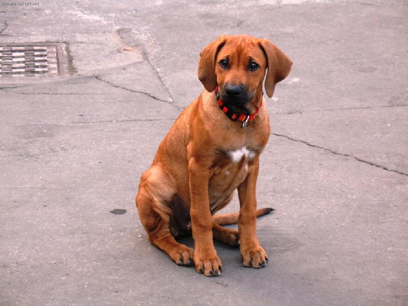 Foto: Jenny-Naše zlatíčko