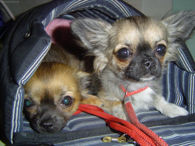 Foto: Jak nám to sluší na výstavě na kukačku-Musíme to pořádně okouknou, jak se to dělá