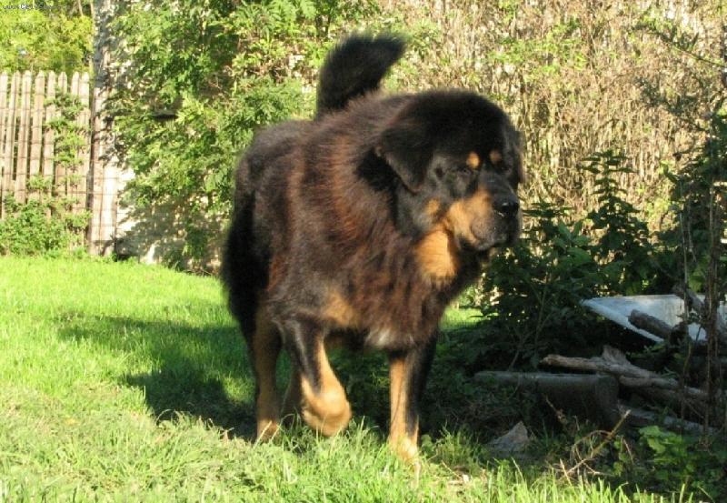 Foto: ICH Phou-Sheng des Mille Vallees-Náš Tashi v sedmi letech