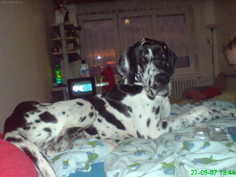 Foto: Ruben Dino Dinno-U páníčků se mi leží nejlépe..