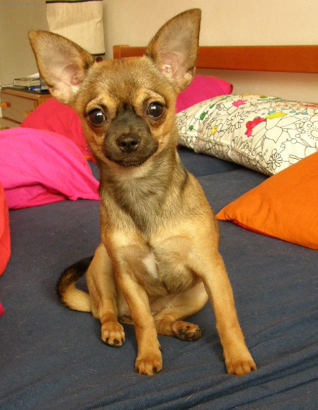 Foto: Caravelle Ave Bengal-Příjemně naladěné štěně