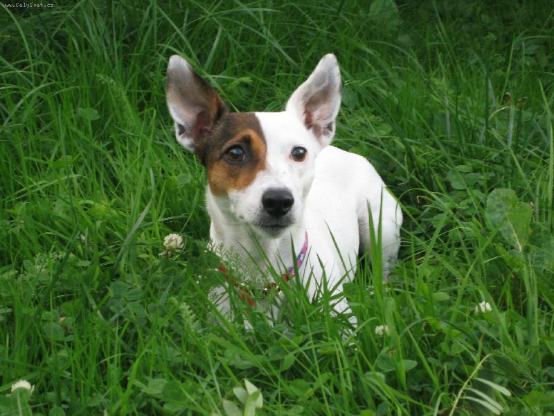 Foto: Ebby-Skřítek