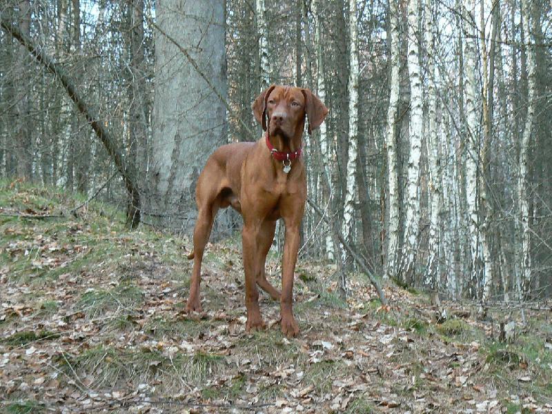 Foto: Paddy z Děčína-Ve střehu