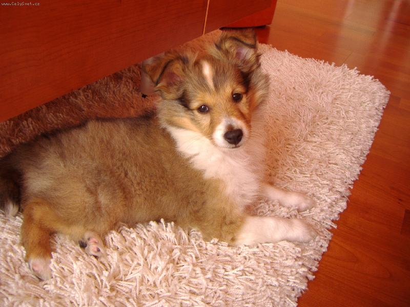 Foto: Ashley Chlupaté štěstí-8 týdenní fenečka