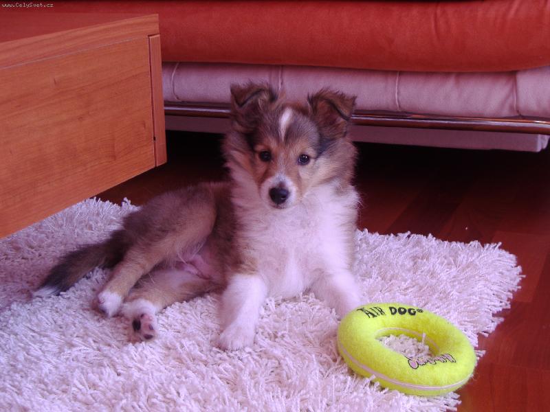 Foto: Ashley Chlupaté štěstí