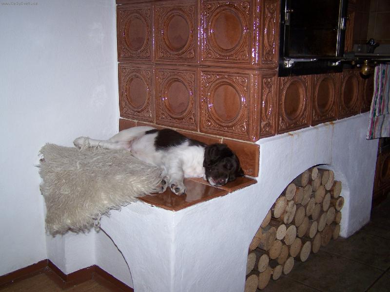 Foto: Atos - 8 týdnů-U kamen se dobře spinká