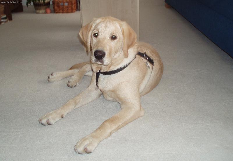 Foto: Britka-19-týdnů