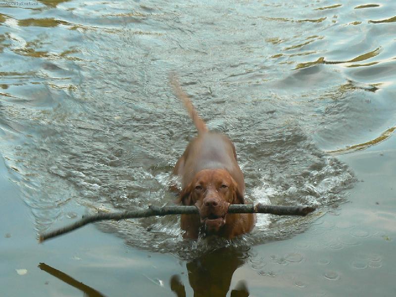 Foto: Paddy z Děčína-Všechno Vám přinesu