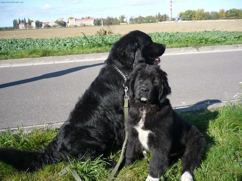 Foto: naši dva NF kluci, Hagi a Indy-www.hagysek.estranky.cz