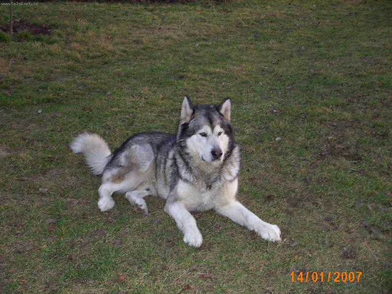 Foto: Přítel a kamarád