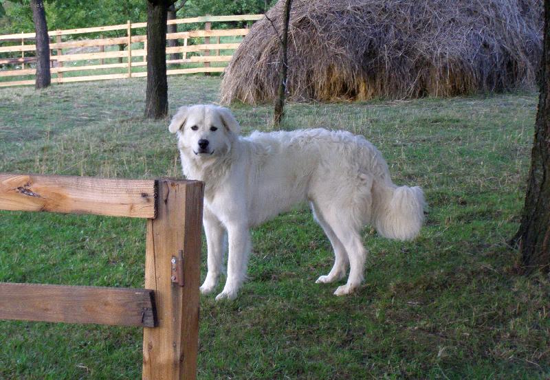 Foto: Car z Borovýho hrádku