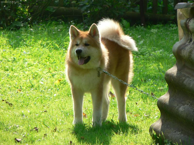 Foto: Aiki - Aikta Inu-Aikinek