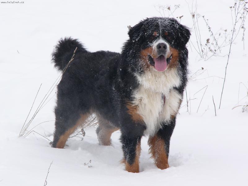 Foto:  Baddy-Náš domácí miláček