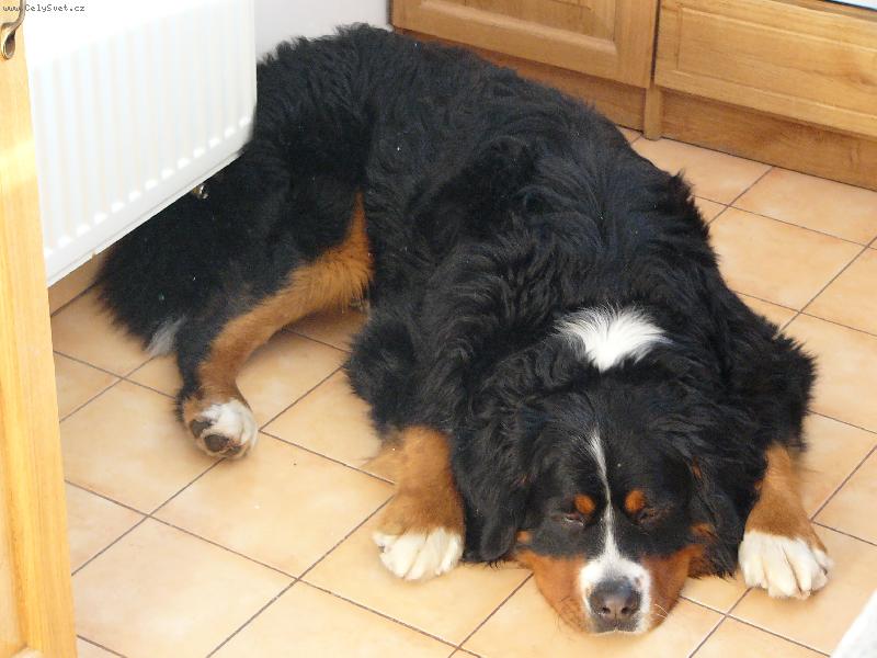 Foto: Baddy-Náš Badoušek v kuchyni