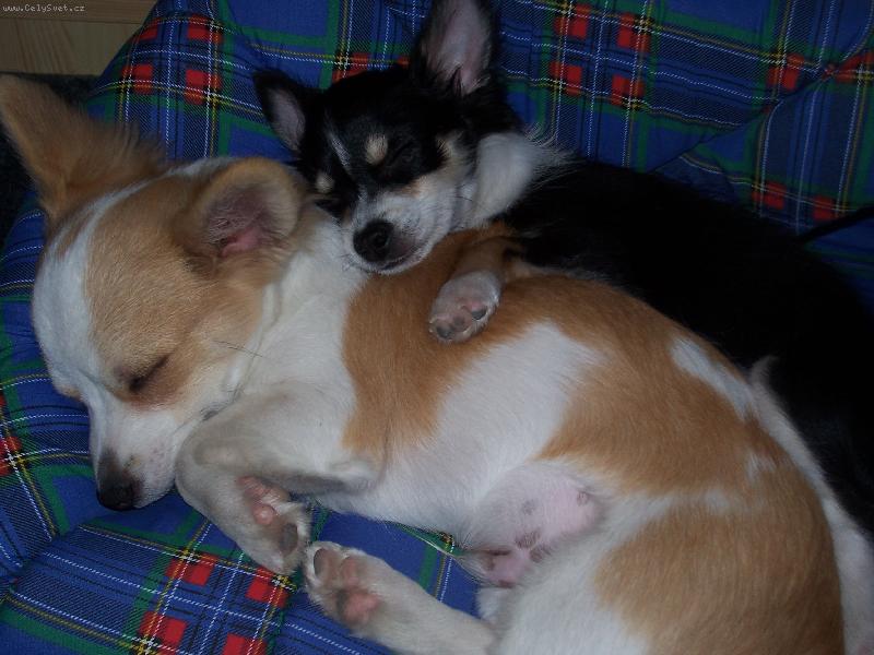 Foto: Gerrinek a Robinek-spinkáme