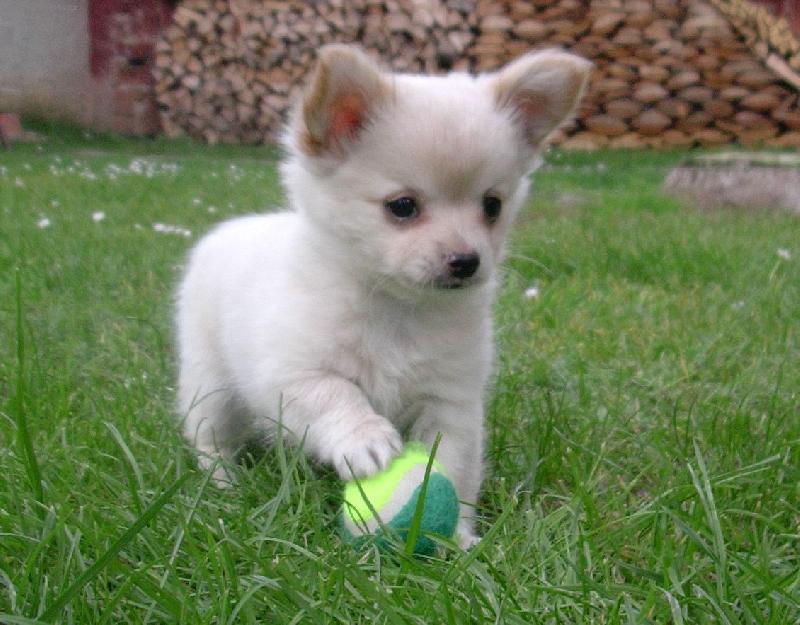 Foto: Draco-bratránek Gerriho a Robiho