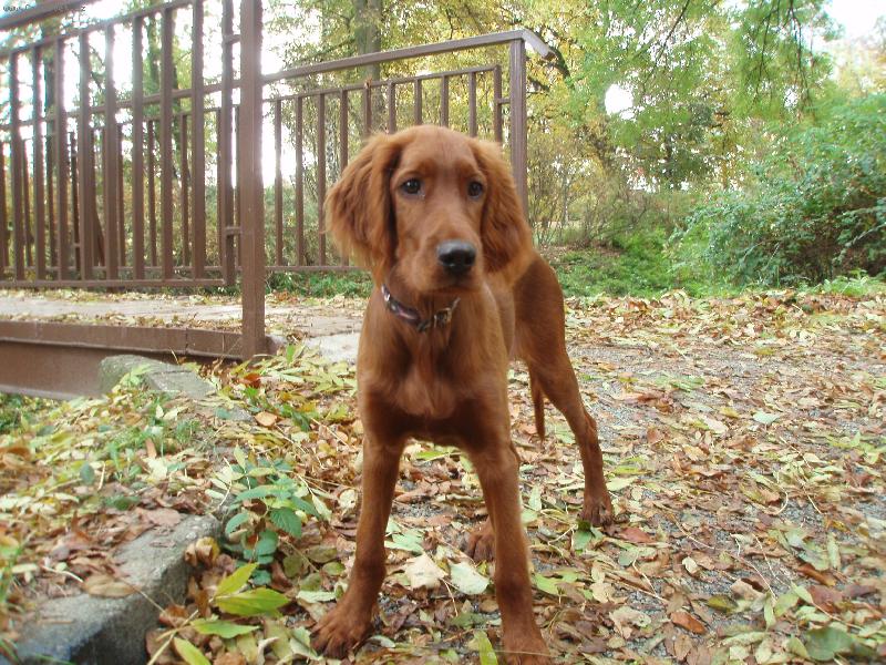 Foto: Archie z Uničova-Archie z Uničova