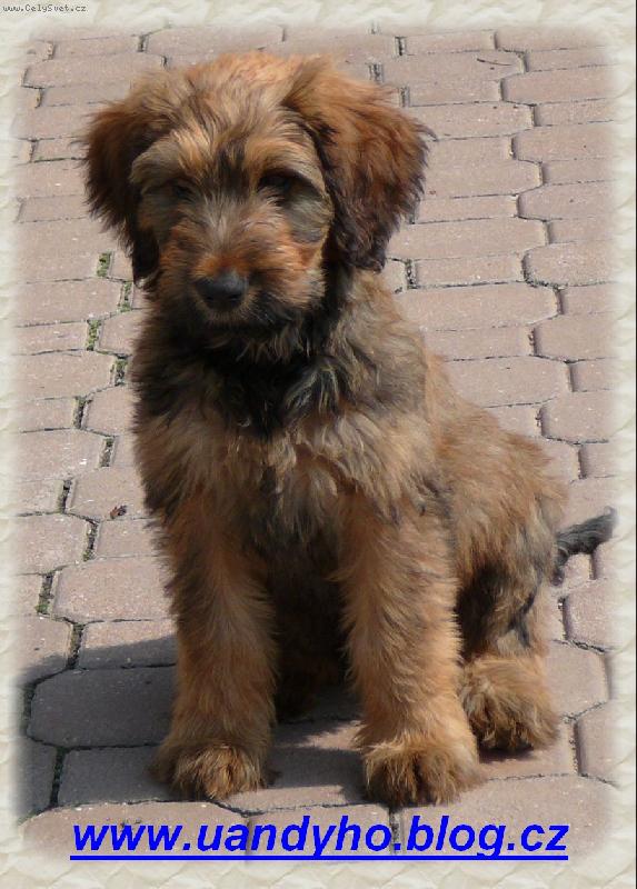 Foto: Ája - www.uandyho.blog.cz-Ája -plavý briard - v 9 týdnech