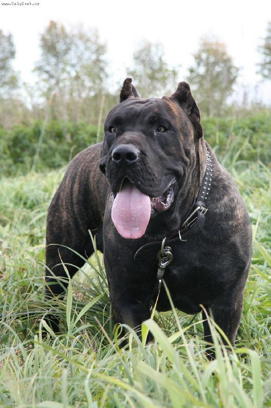 Foto: Masserati BB /Guanchos kennel