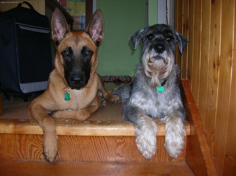 Foto: moji milííí-Zenda s Ronem