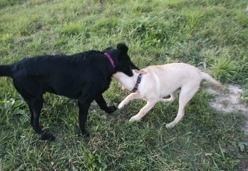 Foto: Flat coated retriever a Labradorský retrievr-Lee a Brita :))
