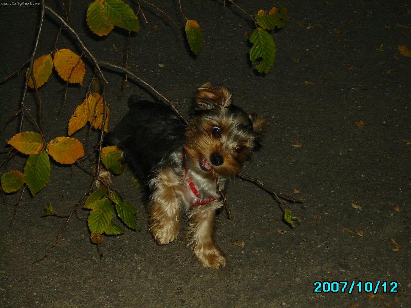 Foto: Maxik-to jsem já