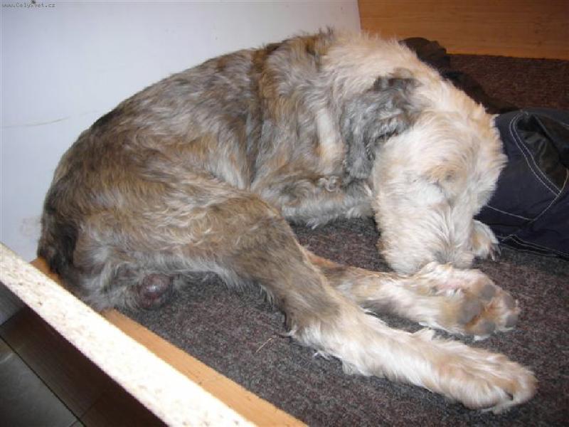 Foto: Ája 5.1.2008  15 let-Ája 5.1.2008  15 let